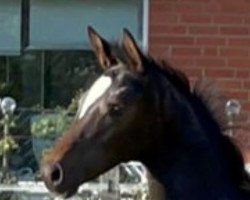 dressage horse Cholmerländer (Trakehner, 2021, from High Motion 2)