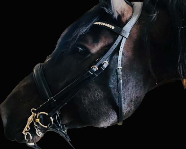 dressage horse Manitou Nero XV (Noric, 2015)