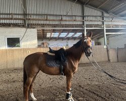 dressage horse Skyline D (Westphalian, 2019, from De Angelo)