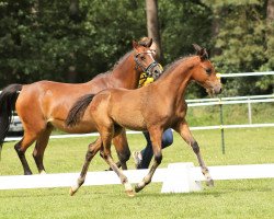 Pferd Hermine HW (Welsh Pony (Sek.B), 2023, von Halifax)