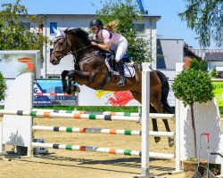 jumper Dschalina CH (Swiss Warmblood, 2014, from Diarado)