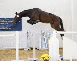 jumper Aarhof's Cinque Pi CH (Swiss Warmblood, 2019)