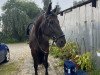 dressage horse Dante Surpreme W (Oldenburg, 2012, from Dante Weltino Old)