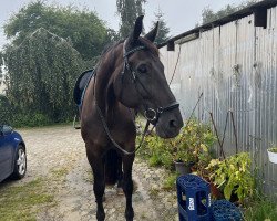 dressage horse Dante Surpreme W (Oldenburg, 2012, from Dante Weltino Old)