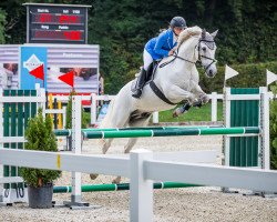 jumper Custard (Irish Sport Horse, 2009, from Unbekannt IR)