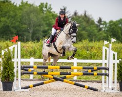 Springpferd Cascadina K CH (Schweizer Warmblut, 2016, von Coronino)