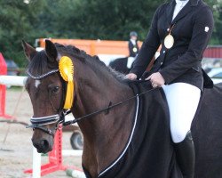 jumper Jelo (German Riding Pony, 2004, from Marquis AA)