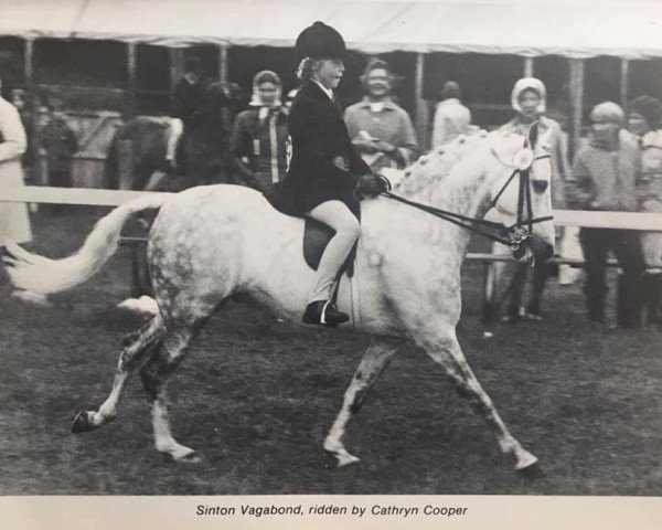 Pferd Sinton Vagabond (Welsh Partbred, 1963, von Bwlch Valentino)