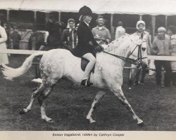 horse Sinton Vagabond (Welsh Partbred, 1963, from Bwlch Valentino)