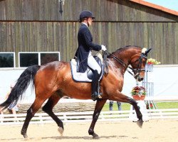 dressage horse DSP Ravell (Bavarian, 2007, from Ray Ban)