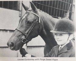 horse Forge Sweet Pippa (British Riding Pony, 1971, from Rosevean Pippin)