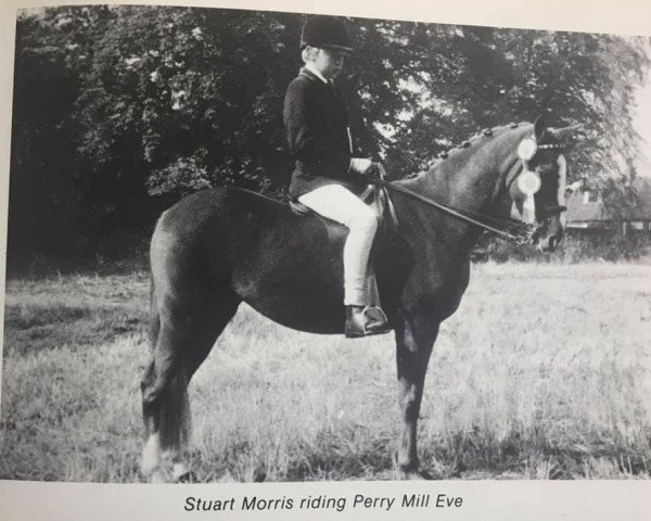 Pferd Perrymill Eve (British Riding Pony, 1969, von Bwlch Valentino)