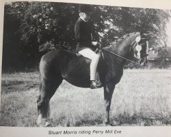 horse Perrymill Eve (British Riding Pony, 1969, from Bwlch Valentino)