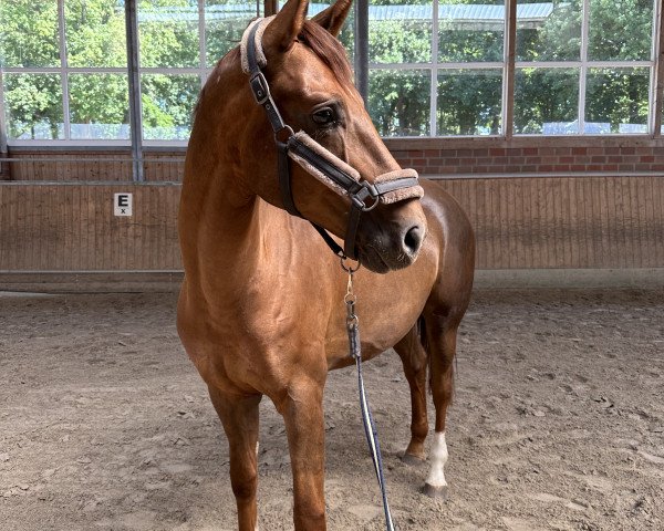 dressage horse Dom Pérignon 8 (Hanoverian, 2019, from Da Costa)