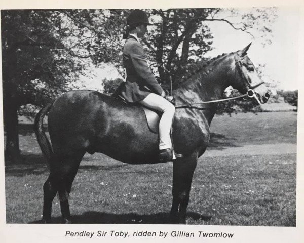 Pferd Pendley Sir Toby (British Riding Pony, 1972, von Rosevean High Wind)