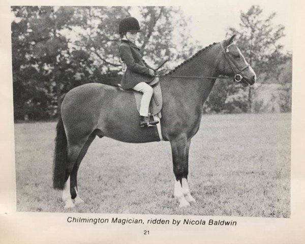 Pferd Chilmington Magician (Welsh Mountain Pony (Sek.A), 1970, von Dalhabboch Magic Flute)