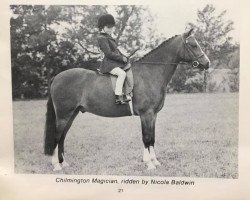 Pferd Chilmington Magician (Welsh Mountain Pony (Sek.A), 1970, von Dalhabboch Magic Flute)