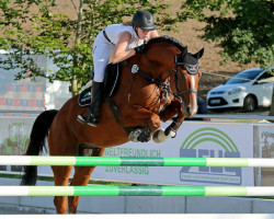 jumper Casino Classic (German Warmblood, 2016, from Casino Grande)