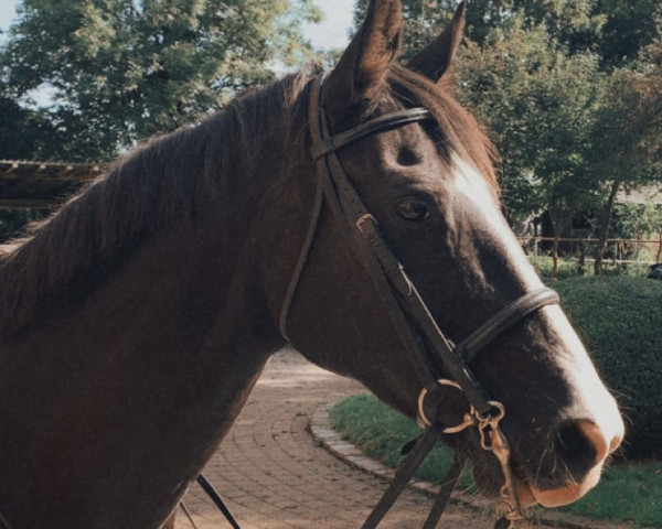 dressage horse So Charming (Westphalian, 2014, from Sandro Hit)