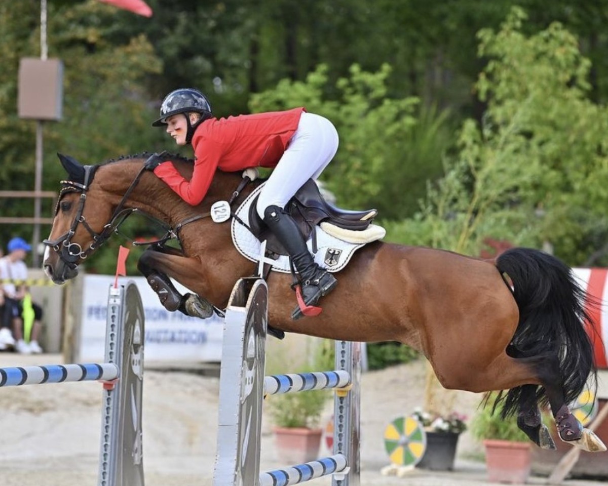 Springpferd Indimill A (Anglo Europäisches Sportpferd, 2013, von Peppermill)