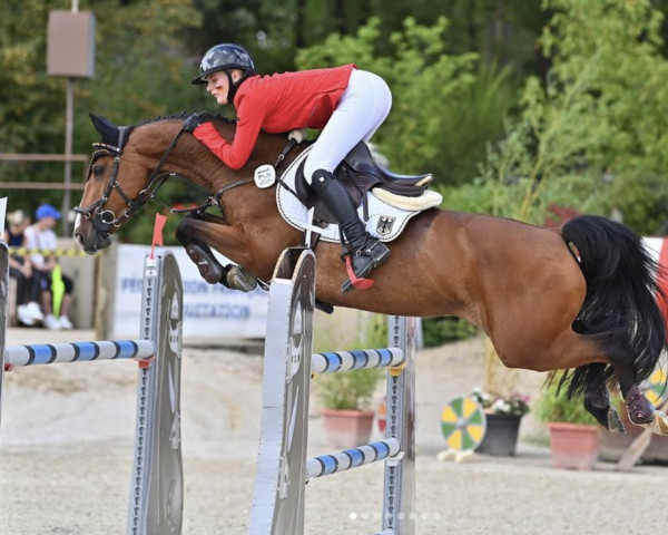 jumper Indimill A (anglo european sporthorse, 2013, from Peppermill)