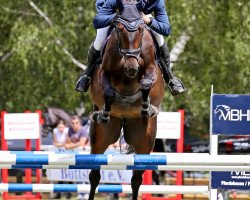 jumper Somersby Gold (Zangersheide riding horse, 2016, from Solid Gold Z)