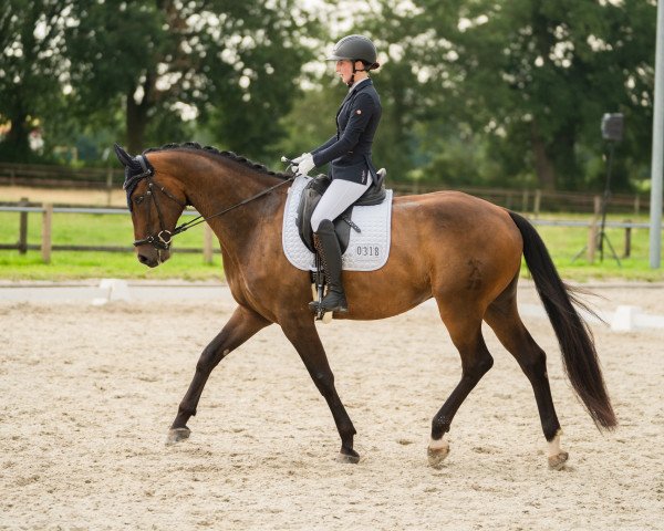 dressage horse Fredo von Gut Rethorn (Hanoverian, 2018, from Fürstenball)