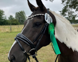 dressage horse Ames the famous (Pinto / Pony, 2017, from Allbrighton)