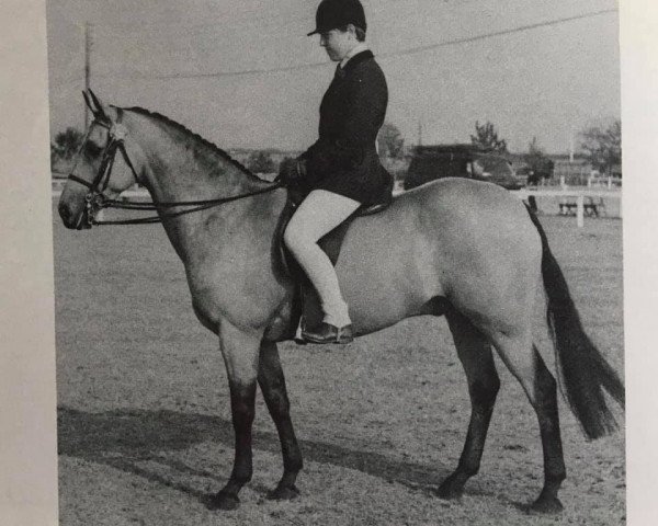 Pferd Downland Smuggler (Welsh Pony (Sek.B), 1965, von Downland Chevalier)