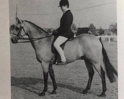 horse Downland Smuggler (Welsh-Pony (Section B), 1965, from Downland Chevalier)