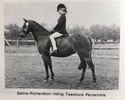 horse Tawstock Periwinkle (Welsh Partbred, 1971, from Weston Bee Gee)