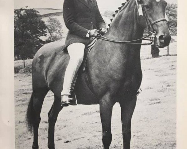 Pferd Croft Nantino (British Riding Pony,  , von Bwlch Valentino)