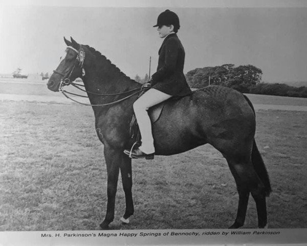 Pferd Magna Happy Springs Of Bennochy (British Riding Pony, 1971, von Creden Scarlet Ribbons)