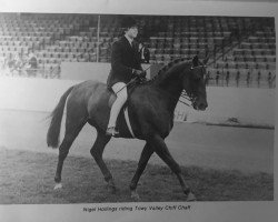 horse Towy Valley Chiff-Chaff (British Riding Pony,  , from Tanner Mercury)