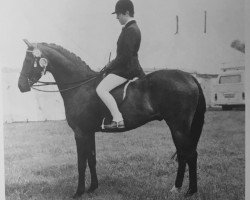 horse Rumour (British Riding Pony, 1971, from Bwlch Hill Wind)