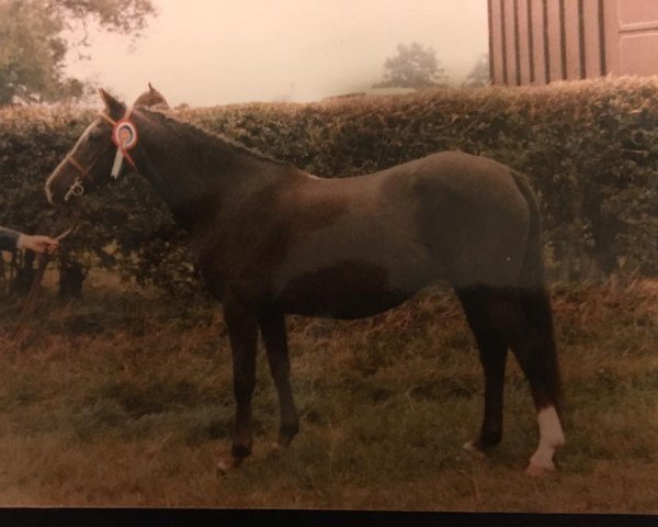 broodmare Twyford Picnic (Welsh Partbred, 1966, from Brockwell Berwyn)