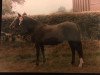 Zuchtstute Twyford Picnic (Welsh Partbred, 1966, von Brockwell Berwyn)