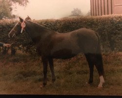 broodmare Twyford Picnic (Welsh Partbred, 1966, from Brockwell Berwyn)