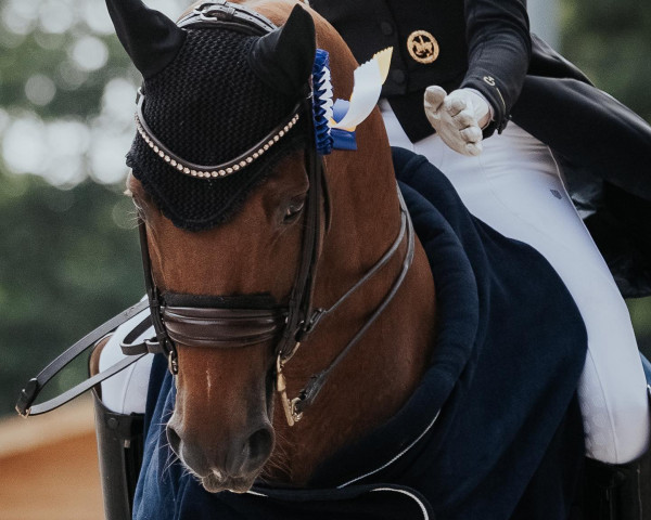 dressage horse Divine Charming (Hanoverian, 2007, from Dancier)