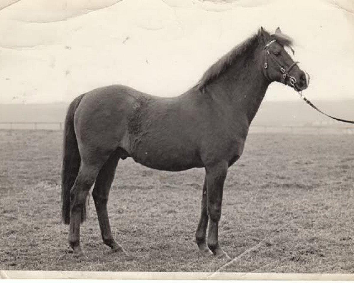 Deckhengst Lennel Strolling Minstrel (British Riding Pony, 1962, von Cusop Vagabond)