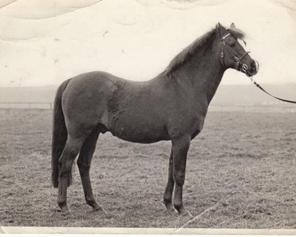 stallion Lennel Strolling Minstrel (British Riding Pony, 1962, from Cusop Vagabond)