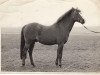 stallion Lennel Strolling Minstrel (British Riding Pony, 1962, from Cusop Vagabond)