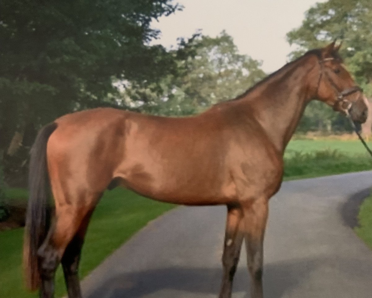 jumper Vagrant Star (Zangersheide riding horse, 2016, from Vagrant Z)