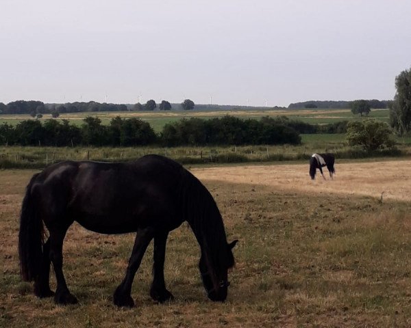 Zuchtstute Photina (Friese, 2005, von Wibe 402)