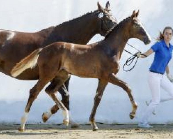 dressage horse Fürstina ZFK (Swiss Warmblood, 2019, from Fürst Toto)