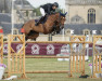 jumper Bisquetta (Zangersheide riding horse, 2014, from Bisquet Balou C)