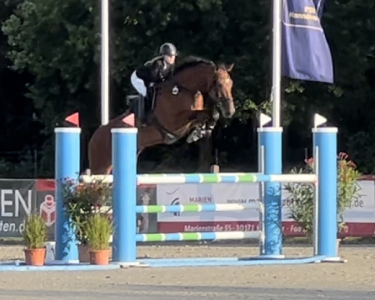 jumper Prinz Peter 3 (Hanoverian, 2015, from Perigueux)