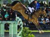 jumper Dorado 212 (Oldenburg show jumper, 2013, from Diarado's Boy)