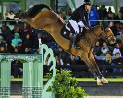 jumper Dorado 212 (Oldenburg show jumper, 2013, from Diarado's Boy)