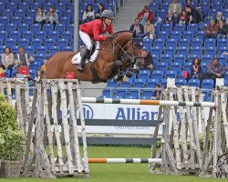 Springpferd Goldwin (Belgisches Warmblut, 2012, von Emerald van 't Ruytershof)